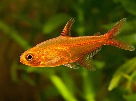 Ember Tetra – Hyphessobrycon Amandae | Tropical Fish Site