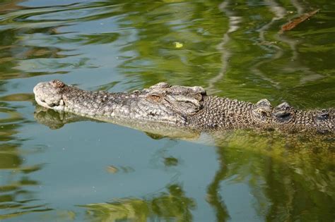 Where are the Best Crocodile Parks in Darwin?