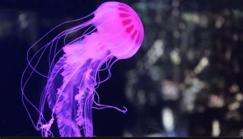 Jellyfish Habitat: Facts and General Information