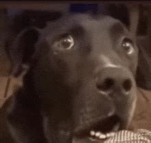 Surprised Dog GIFs | Tenor