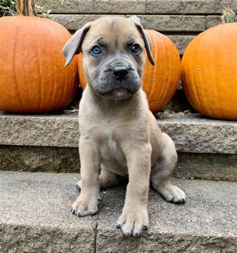 Boerboel Puppies for Sale | Dekken Boerboels