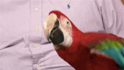 Parrot GIFs - Get the best GIF on GIPHY