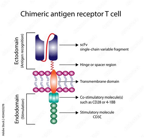 Stockvector Chimeric antigen receptor T cell ,CAR T cell structure, T cell receptor proteins ...