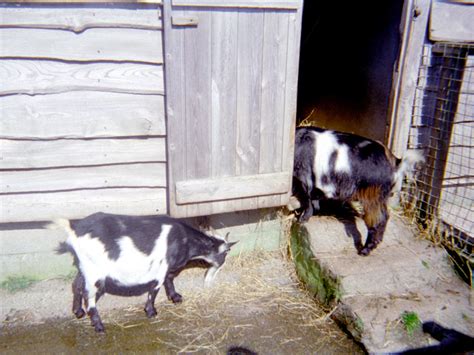 Riber Castle Wildlife Park - mid-1990s - ZooChat