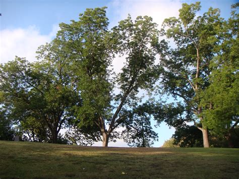 Barton Springs: Pecan Trees on Death Row | Todd Dwyer | Flickr