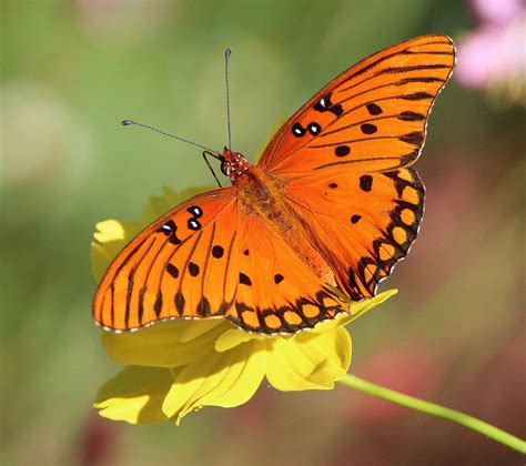 Gulf Fritillary - Alabama Butterfly Atlas