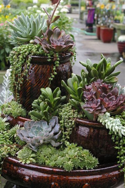 succulents | Succulent gardening, Succulents garden, Succulent landscaping