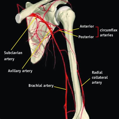 Posterior Humeral Circumflex Artery | Images and Photos finder