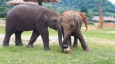 World Cup fever hits animals: Baby elephants play football in Thailand ...