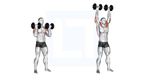 Dumbbell Arnold Press - Guide, Benefits, and Form