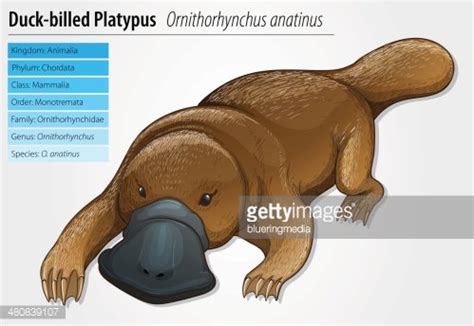 Duck-Billed Platypus Stock Clipart | Royalty-Free | FreeImages