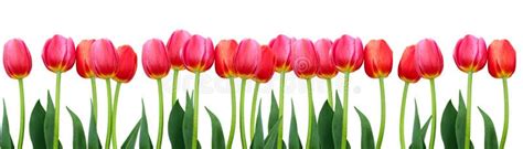 Group of Flowers Pink Tulips on White Background Stock Image - Image of beautiful, landscape ...