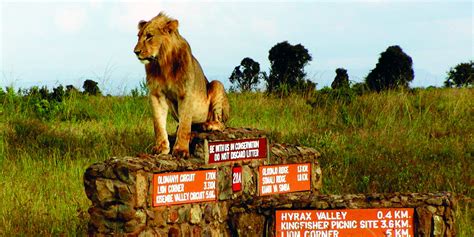 Nairobi National park Tour Kenya Safari morning or afternoon game drive