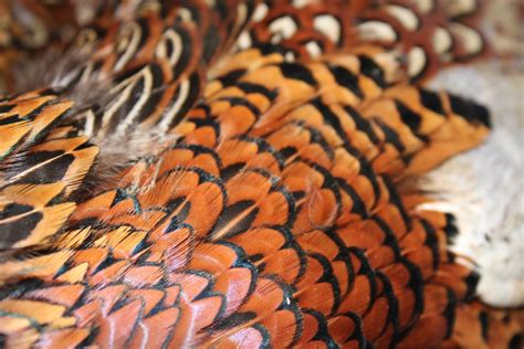 Dangling by a Thread: Pheasant feathers