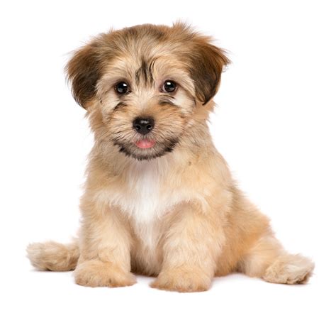 Cute sitting havanese puppy dog - Harwood Veterinary Hospital