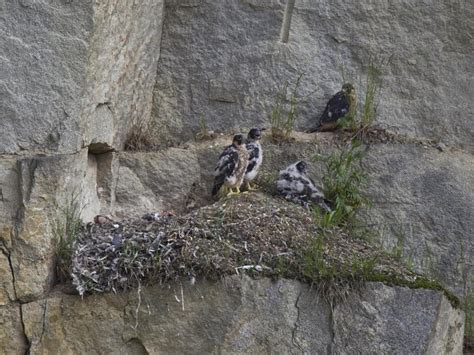 Peregrine Falcon Nesting: A Complete Guide | Birdfact