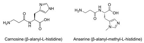 Structures of histidine-dipeptides, carnosine and anserine | Download ...