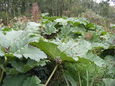 21stcenturynaturalist: Giant Rhubarb