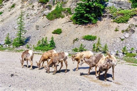 Roadside Wildlife in Banff National Park Stock Photo - Image of road, alberta: 154743666