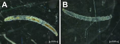 Images of flea larvae taken under a stereo microscope. Presence of soil ...