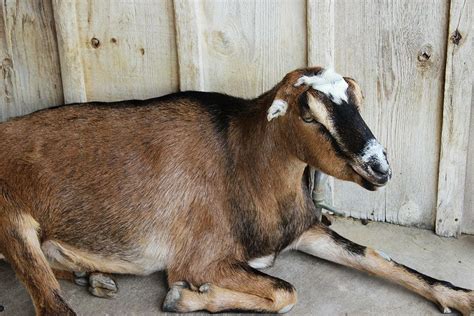 LaMancha Goat - Fossil Rim Wildlife Center