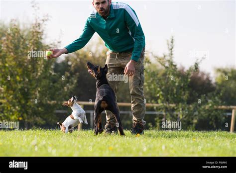 Doberman Pinscher with owner in training Stock Photo - Alamy