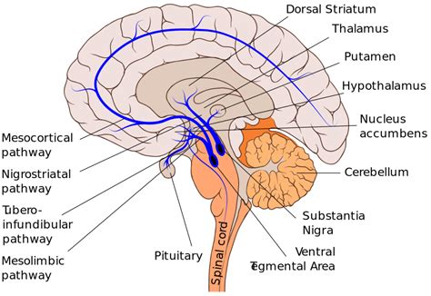 Midbrain | Facts, Anatomy, Functions, Summary & Definition