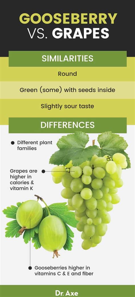 Indian Gooseberry Benefits, Nutrition, Recipes and Side Effects - Dr. Axe