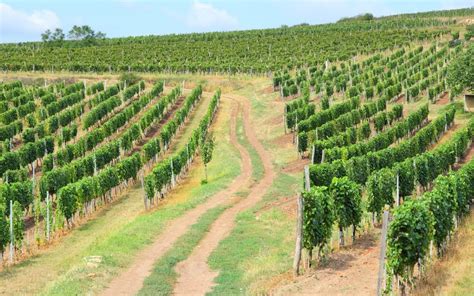 The 5 Best Wine Regions In The World - Bamboo Society