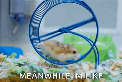 Rat Wheel GIF - Rat Wheel Race - Discover & Share GIFs