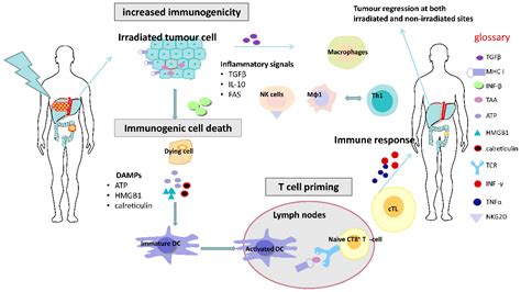 Cancers | Free Full-Text | Understanding the Effects of Radiotherapy on the Tumour Immune ...