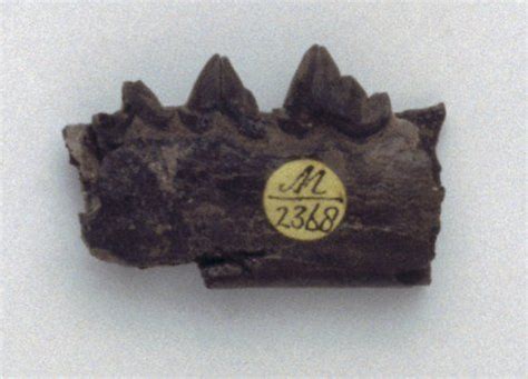 Cynodictis | cynodictis lower jaw of cynodictis tweet asset id 95003344 ...