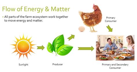 Let's Eat - Managing the Movement of Energy and Matter in a Farm Ecosystem — #TeachKyAg