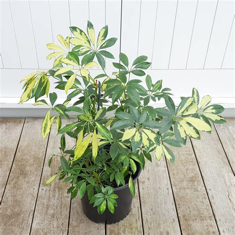 Schefflera Variegated - NurseryBuy