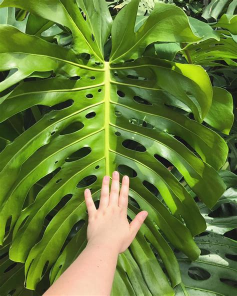 Plant profile: Monstera deliciosa — Stamen & Stem