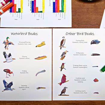 Bird Beak Adaptations Lab: hands-on study of natural selection and ...