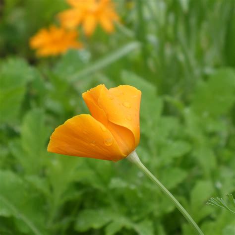 Poppy Flower Free Stock Photo - Public Domain Pictures