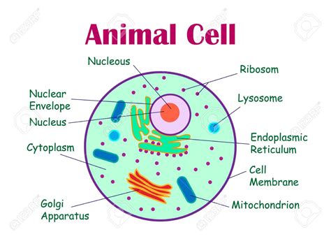 Animal Cells and Plant cells -Cell Structure and functions Class 8 NCERT Notes - CBSE Class ...
