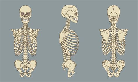 Vector de paquete de anatomía esquelética del torso humano 639979 Vector en Vecteezy