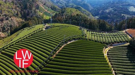 How Japanese Green Tea is Made | POP JAPAN