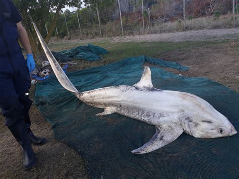 Thresher shark necropsy at the Dyer Island Conservation Trust