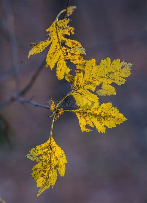 Falling Autumn Birch Leaves Stock Photo - Image of foliage, fall: 98239312