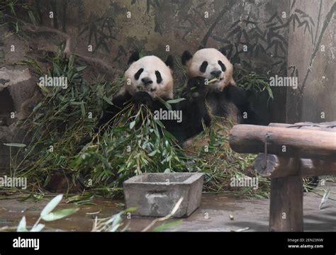 Hangzhou, CHINA-Adorable giant pandas eat bamboo leaves at Hangzhou Zoo ...