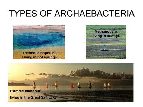 Kingdom Archaebacteria