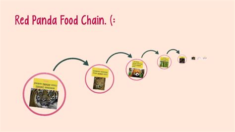 Red Panda Food Web Diagram