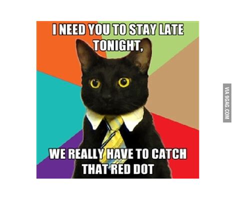 Business cat is busy - 9GAG