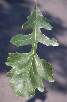 Bur oak leaf | Tattoo References | Leaves, Oak leaves, Plant leaves