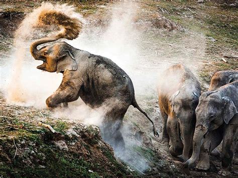 21 award-winning wildlife photographs of the year! - Rediff.com Get Ahead