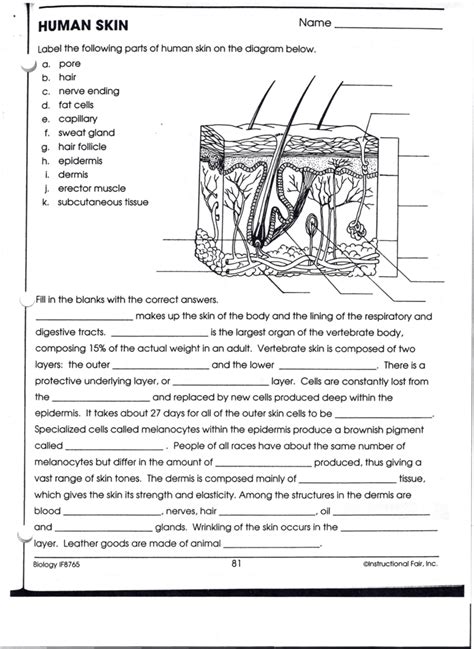 34 Label Skin Diagram Worksheet Answers - Labels Design Ideas 2020