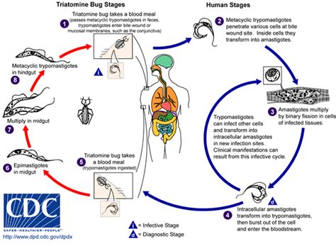 File:Trypanosoma cruzi LifeCycle.gif - Wikimedia Commons